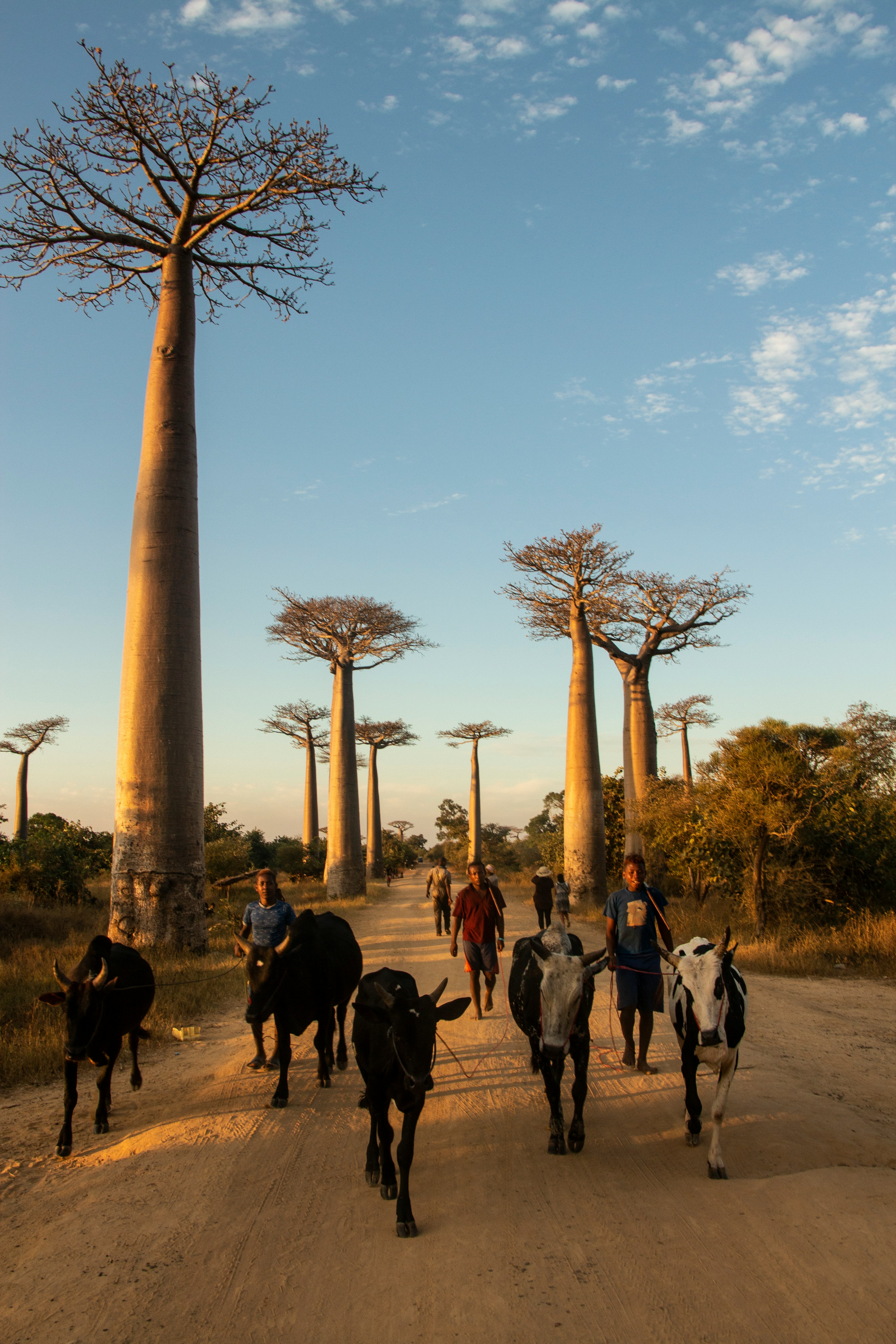 Baobabs and zebus — authentic Madagascar