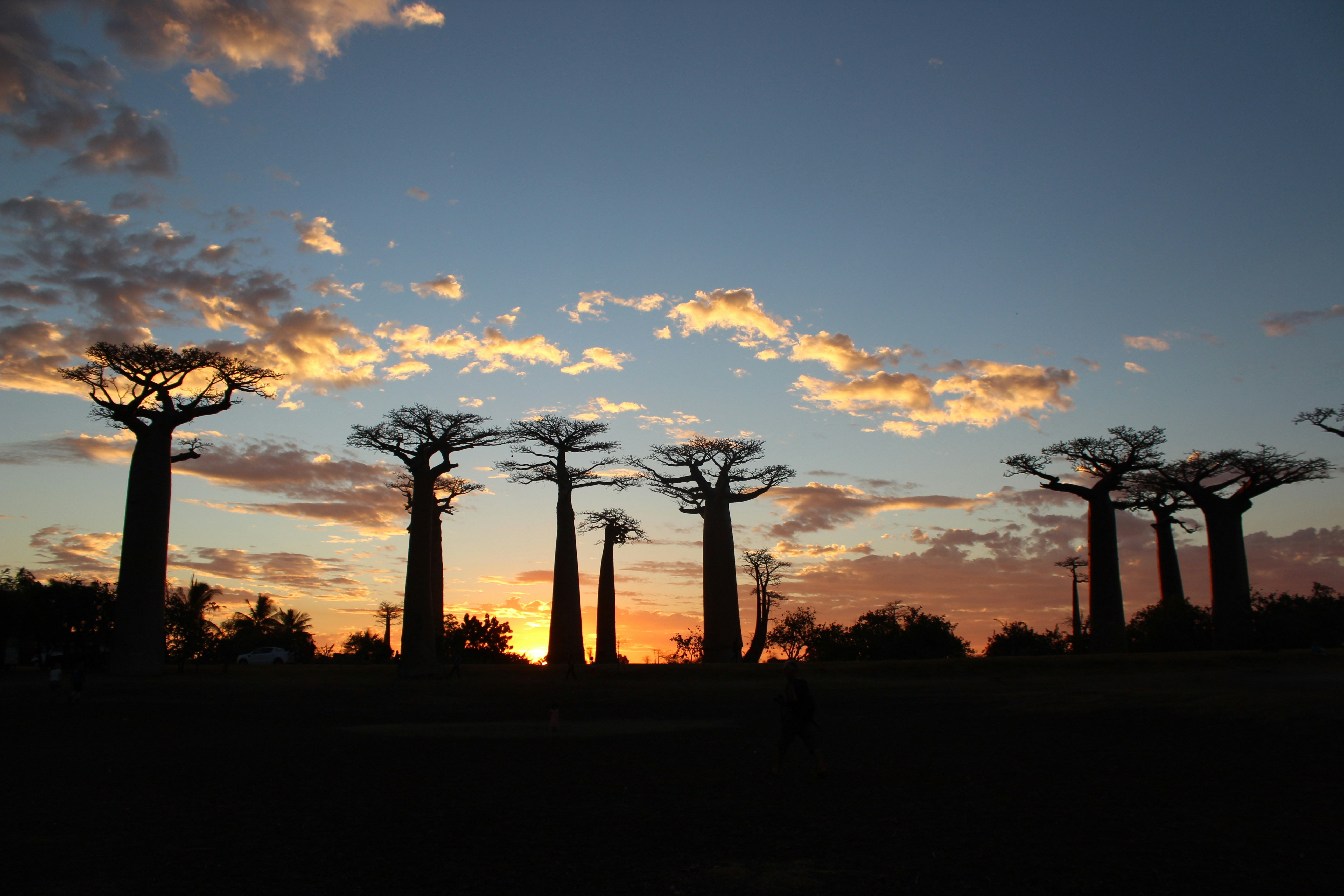 Baobab alley at sunset